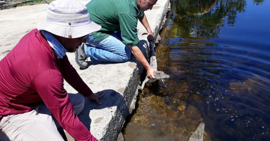 Foreign funds for Cuban crocodiles and polymites, fortunate in the midst of the environmental crisis
