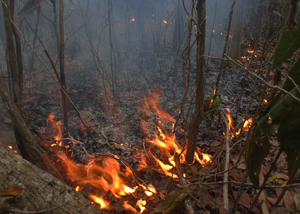 Forest fire razes more than 80 hectares of forest in east of Cuba