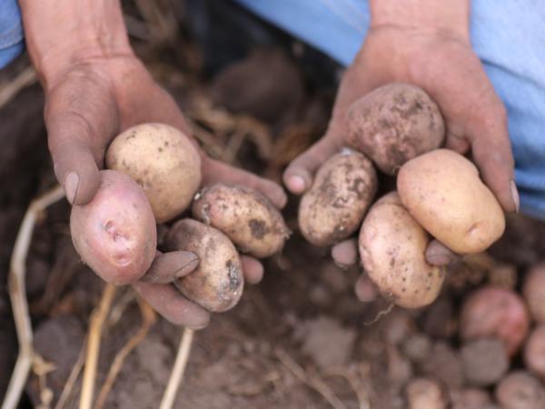 Government announces measures to face price crisis in the papero sector