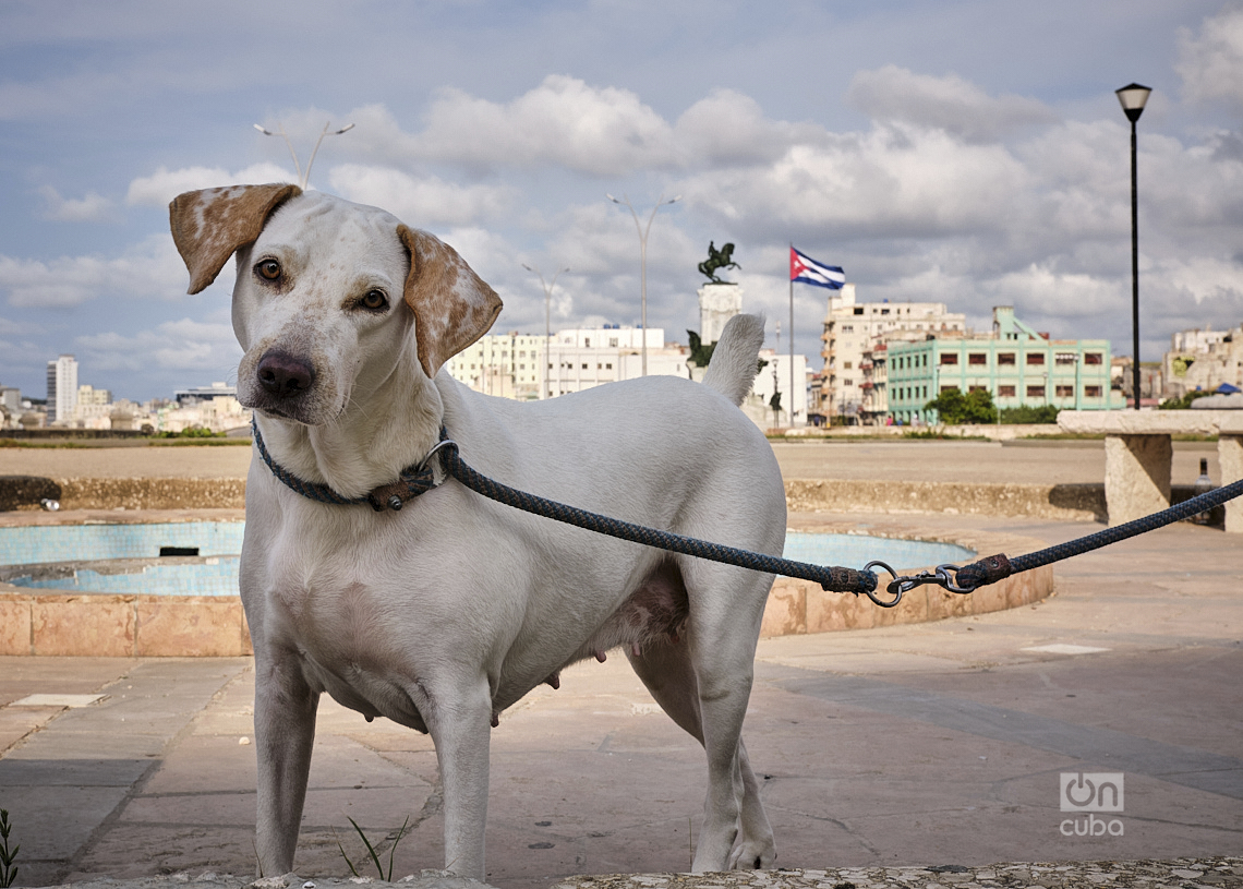 How dogs survive at the extreme heat of summer