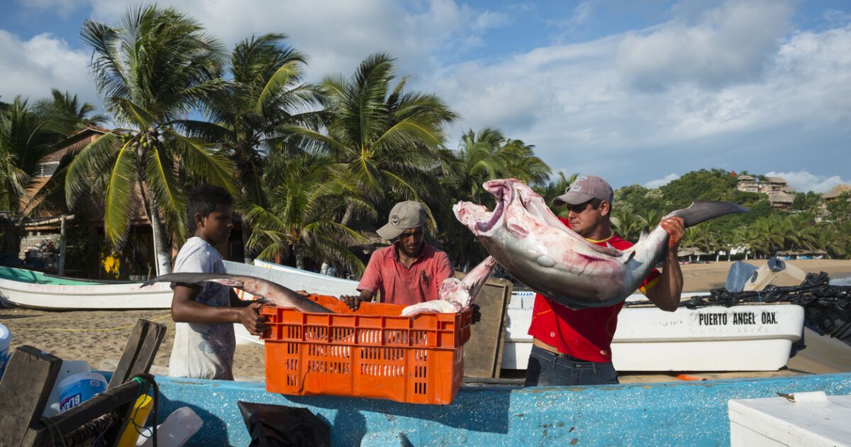 Income from self -employment grows in urban areas, but the countryside lags