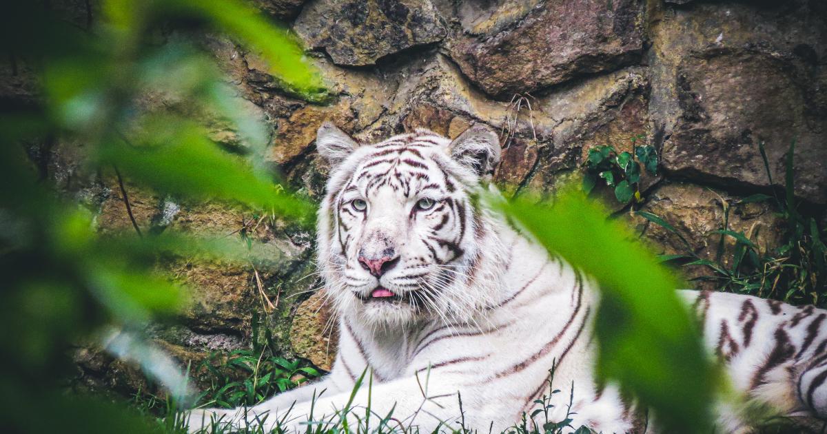 Indira, the 21 -year -old Bengalese Tigress from Cali Zoo, what happened?