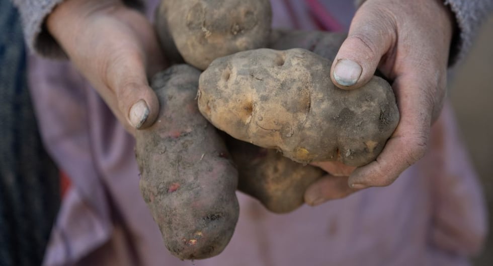 Junín: Papa leadersa sowing projection in more than 79 thousand hectares for the 2025-2026 campaign