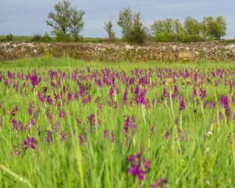 Little known and magical: the corner of Antioquia where the most beautiful orchid flourish