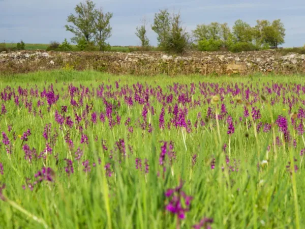 Little known and magical: the corner of Antioquia where the most beautiful orchid flourish