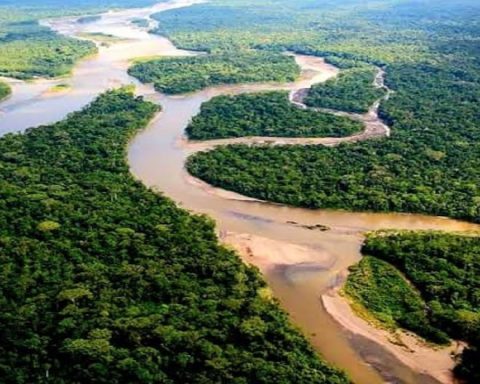 Loreto will have a non -working day on August 13 by the anniversary of the Amazon as a natural wonder