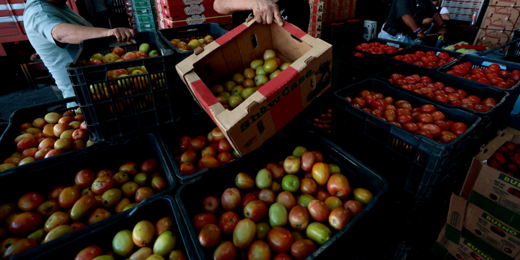 Mexico establishes minimal export prices for fresh tomato