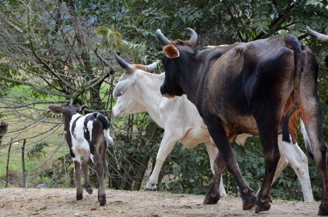 Millionaire fines and seizures for the presence of cattle in Cuban roads