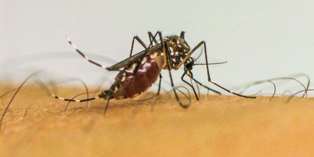Mosquito -transmitted diseases will be “new normal” in Europe