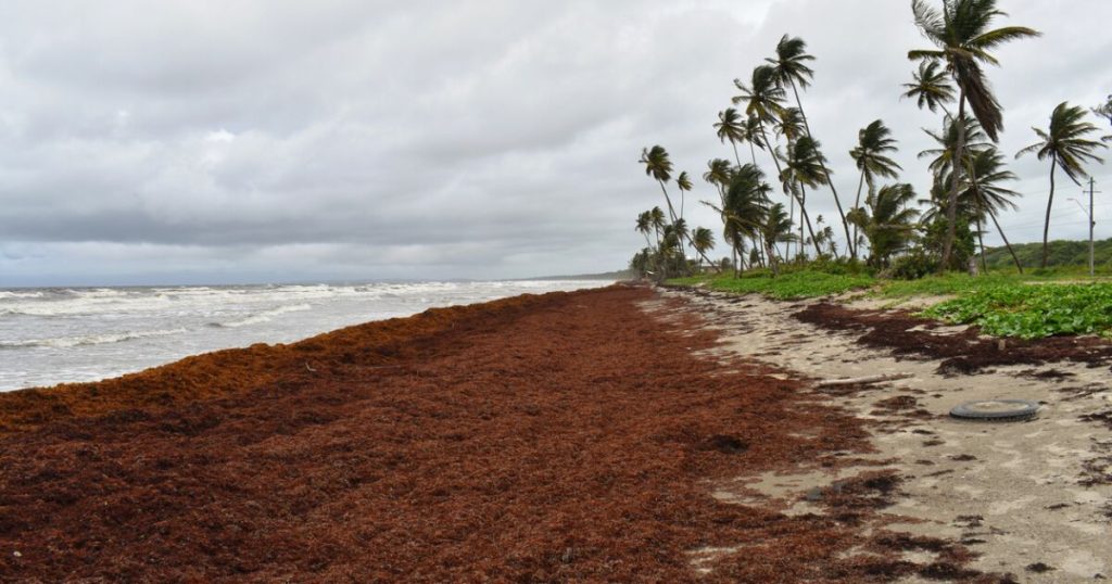 No more sargasso on beaches: now it is a fishing resource in Mexico