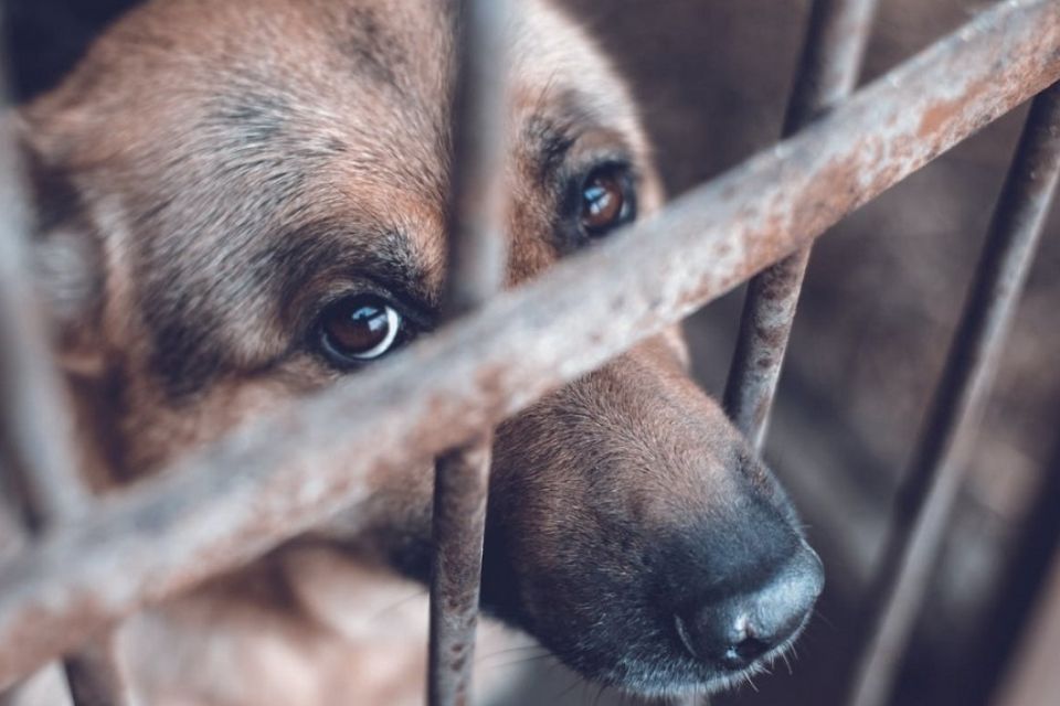 Public Ministry will sanction animal abuse with fines and up to six years in jail