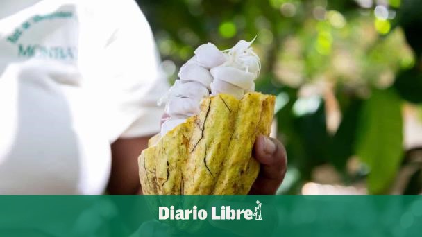RD cocoa opportunity in the US for tariffs to Brazil