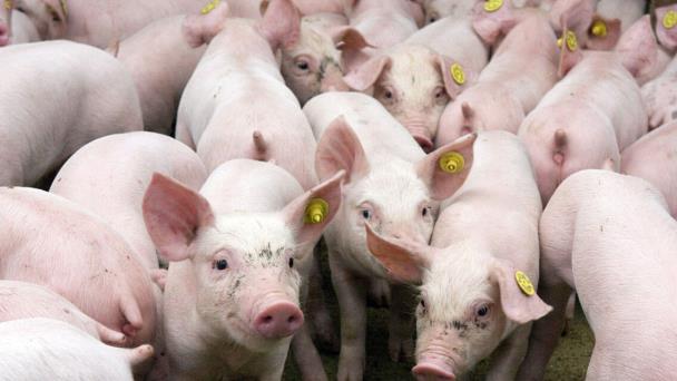 Swine plague rebroots cause production drop in June