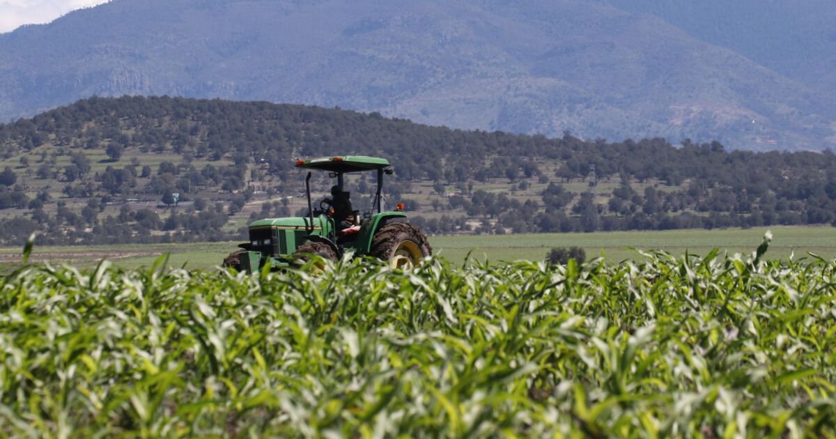 The United States squeezes Mexican agriculture, but cuts its market