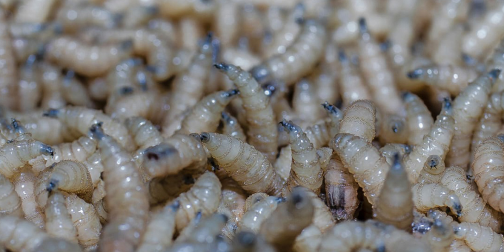 The United States will build a sterile flies plant to combat the borerning worm