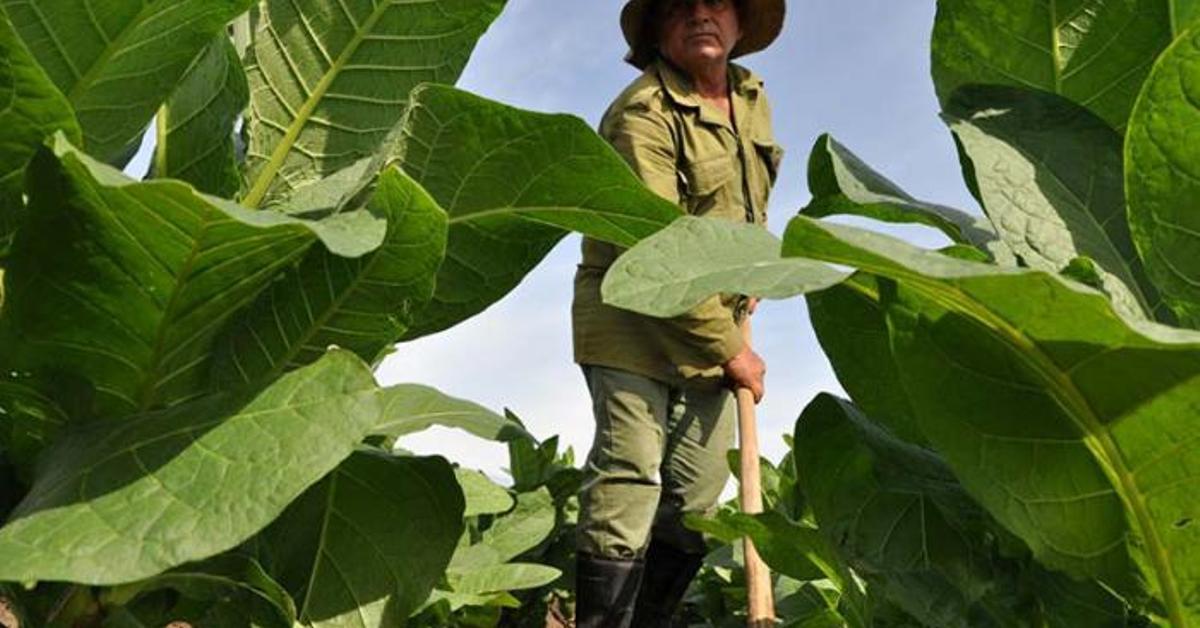 The fall of the MLC sinks private tobacco producers in Pinar del Río