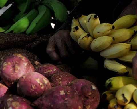 Productos agrícolas en Cienfuegos, Cuba