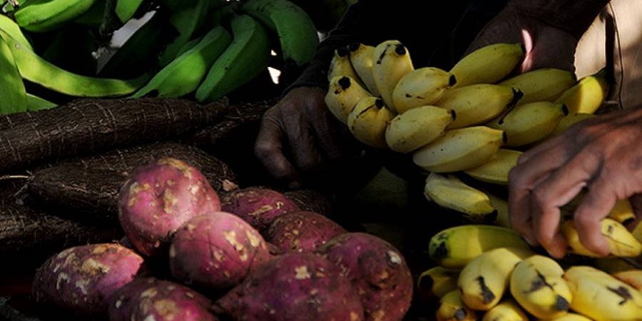 Productos agrícolas en Cienfuegos, Cuba