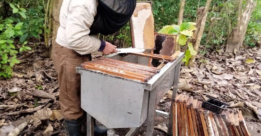 They authorize Pinar del Río beekeepers to buy supplies from MSMEs