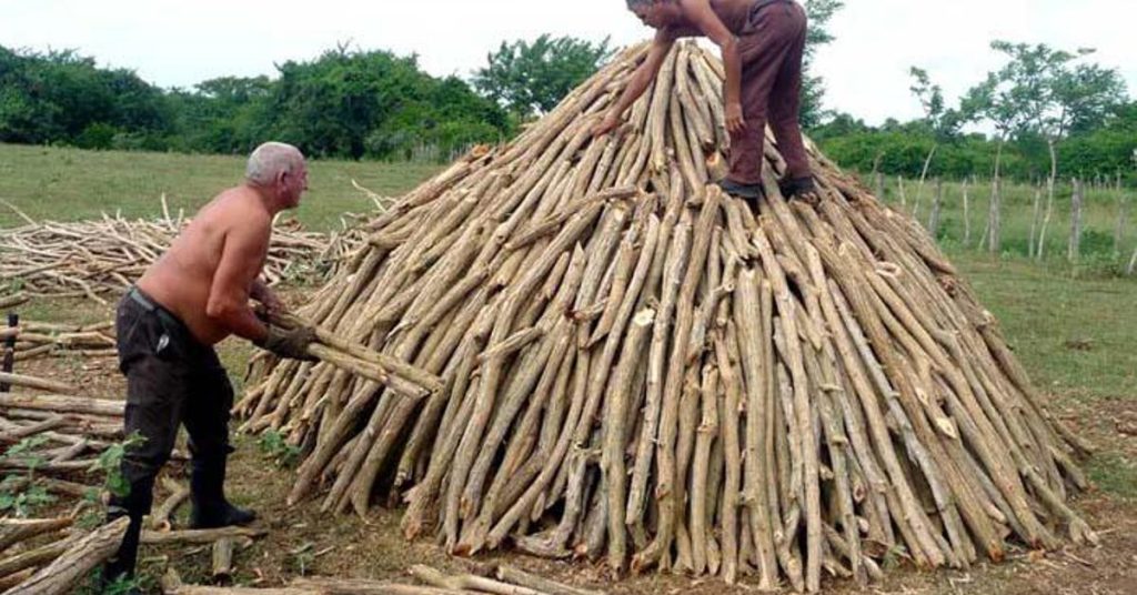 They promise a currency incentive to Pinar del Río coal producers