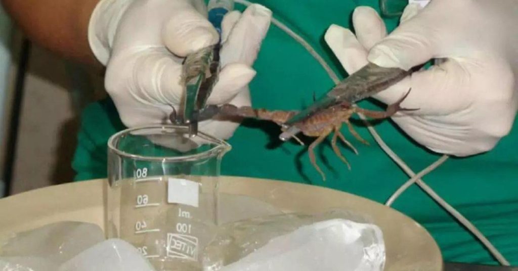 US Customs Confess Blue Scorpion Veneno to a passenger from Cuba