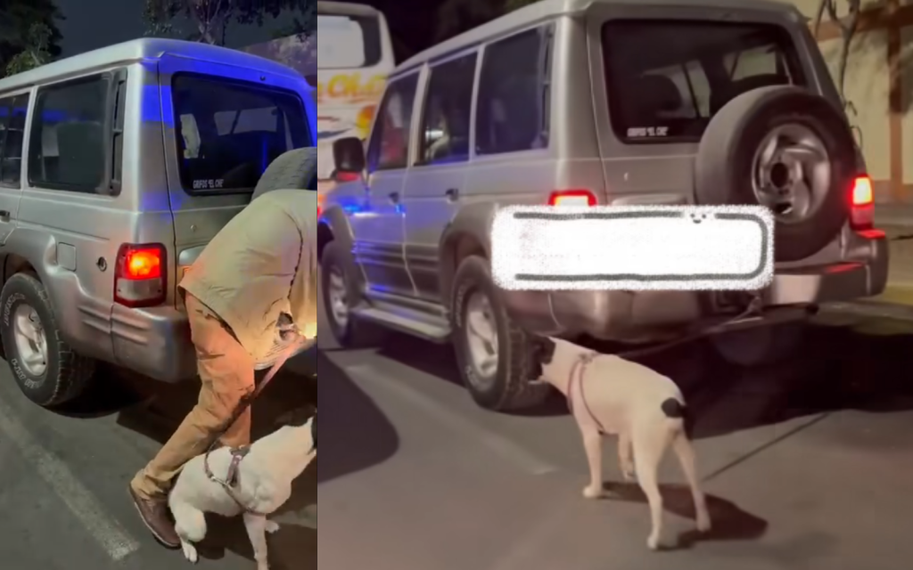 Unconscious! A man takes his puppy tied in his truck in Trujillo