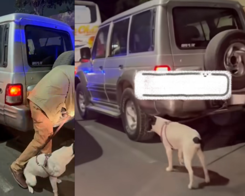 Unconscious! A man takes his puppy tied in his truck in Trujillo