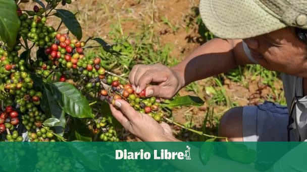 Will RD benefit from 50 % tariffs to Brazil about coffee?