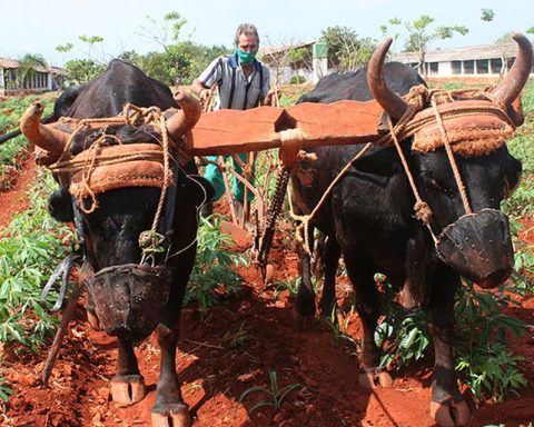 With satellites and drones: Sancti Spíritus will have a precision agriculture center with international support