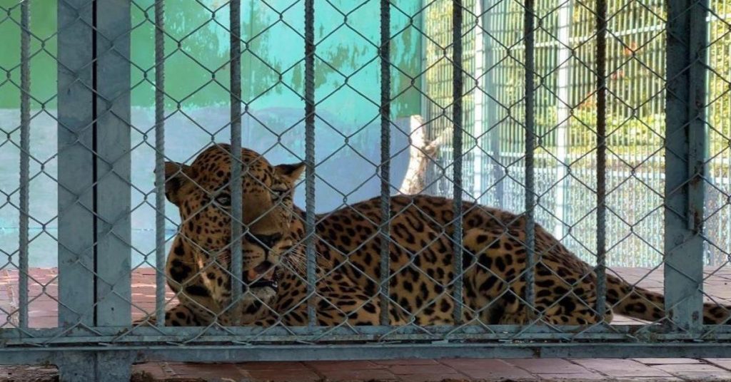 "When an animal dies here, they give it to the others"