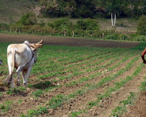 Cuba and Mexico agree to expand to Villa Clara the Sow Life program