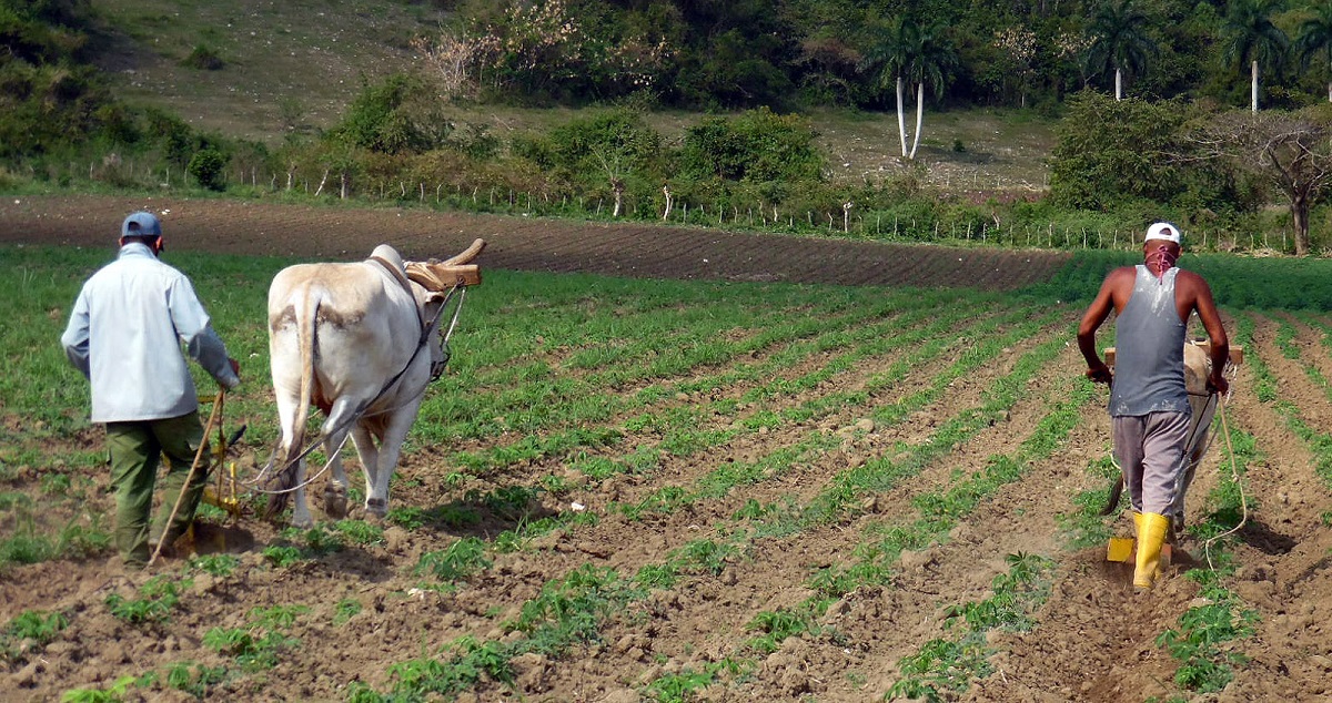 Cuba and Mexico agree to expand to Villa Clara the Sow Life program