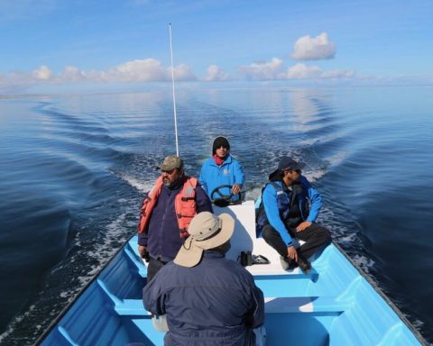 Actions are urgent to save the gray whale: "We require everyone's commitment"