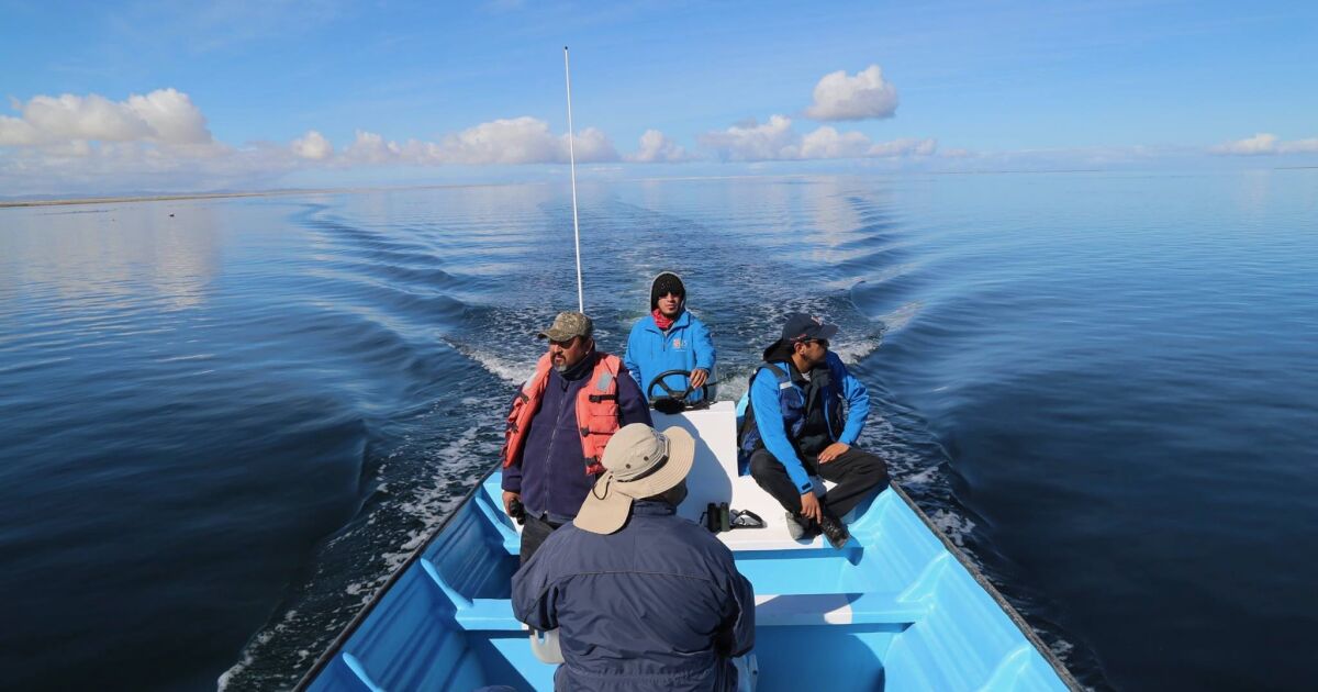 Actions are urgent to save the gray whale: "We require everyone's commitment"