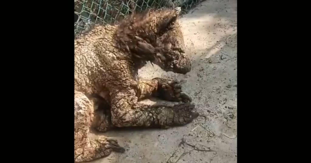 Activist denounces Maltrate to Osa in the Pastora, Monterrey; Zoo ensures that he receives medical attention 24/7