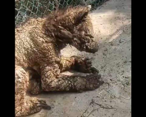 Activist denounces Maltrate to Osa in the Pastora, Monterrey; Zoo ensures that he receives medical attention 24/7