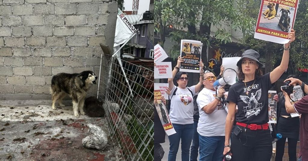 Although it is a crime, animal abuse persists in Mexico City