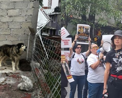 Although it is a crime, animal abuse persists in Mexico City