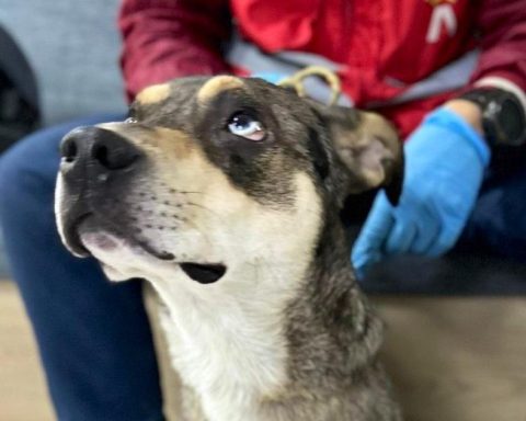 Animals rescue in Transmilenio Station for alleged begging