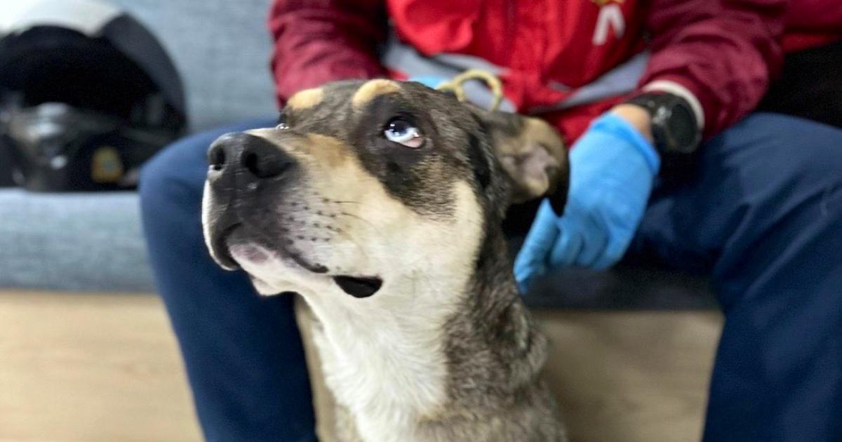 Animals rescue in Transmilenio Station for alleged begging