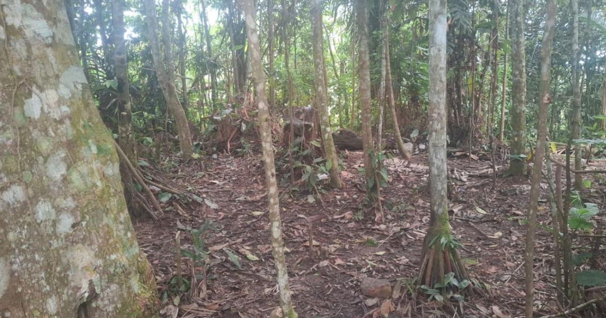 Army discovers abandoned camp of the Gulf Clan in Bolívar