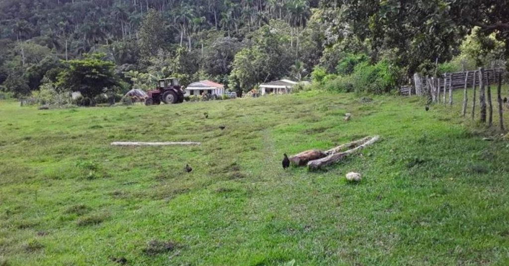 Artemisa on alert after a double homicide on a farm farm