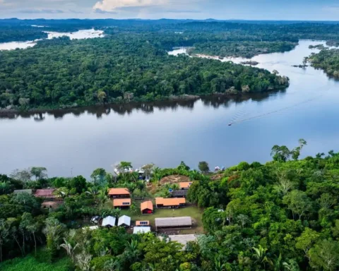BNDES launches a public notice for the recovery of the Amazon Forest