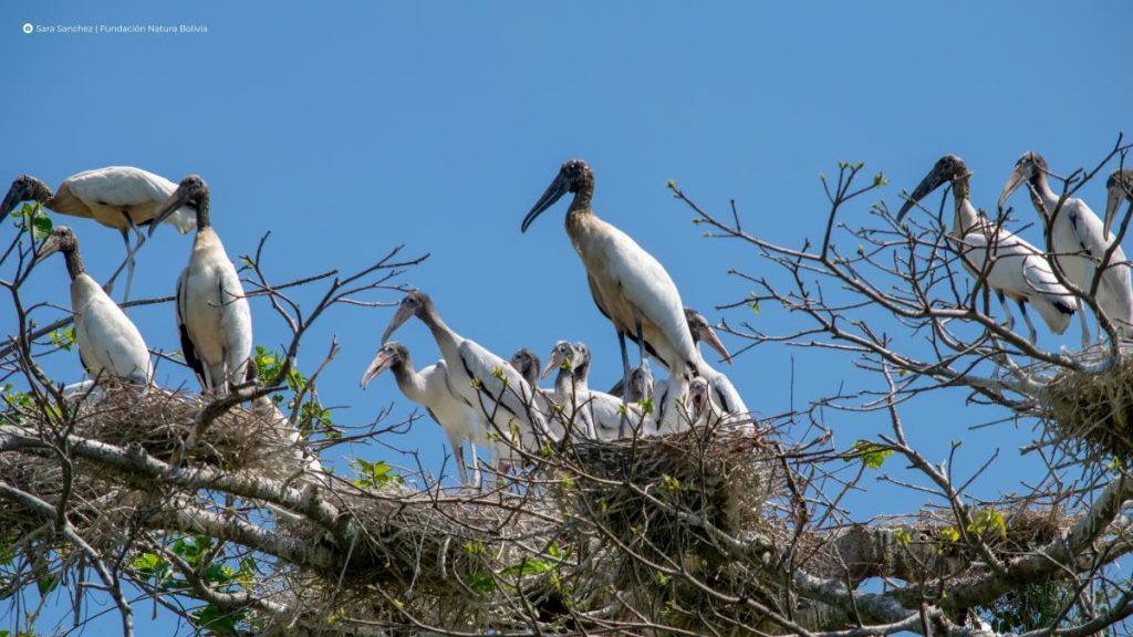 Book 'El Curichi Las Garzas' again concentrate these species again