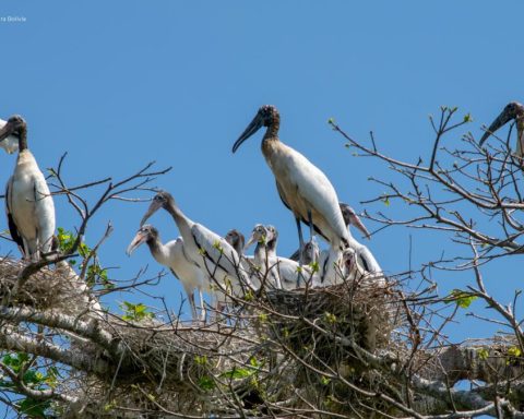 Book 'El Curichi Las Garzas' again concentrate these species again