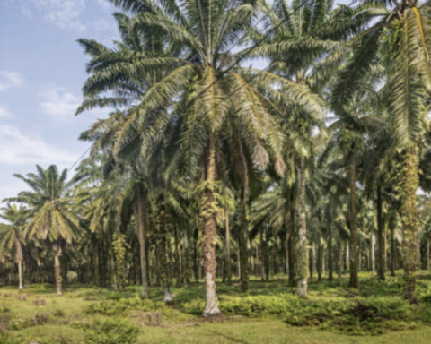 CPOPC invites Colombia to join world palmiculture with Indonesia and Malaysia