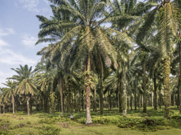 CPOPC invites Colombia to join world palmiculture with Indonesia and Malaysia