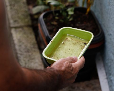 Chikungunya brings concerns after a decade of presence in Brazil