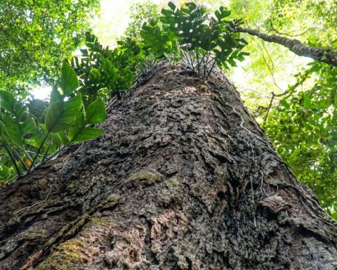 Climate change: Amazon giants can help scientists