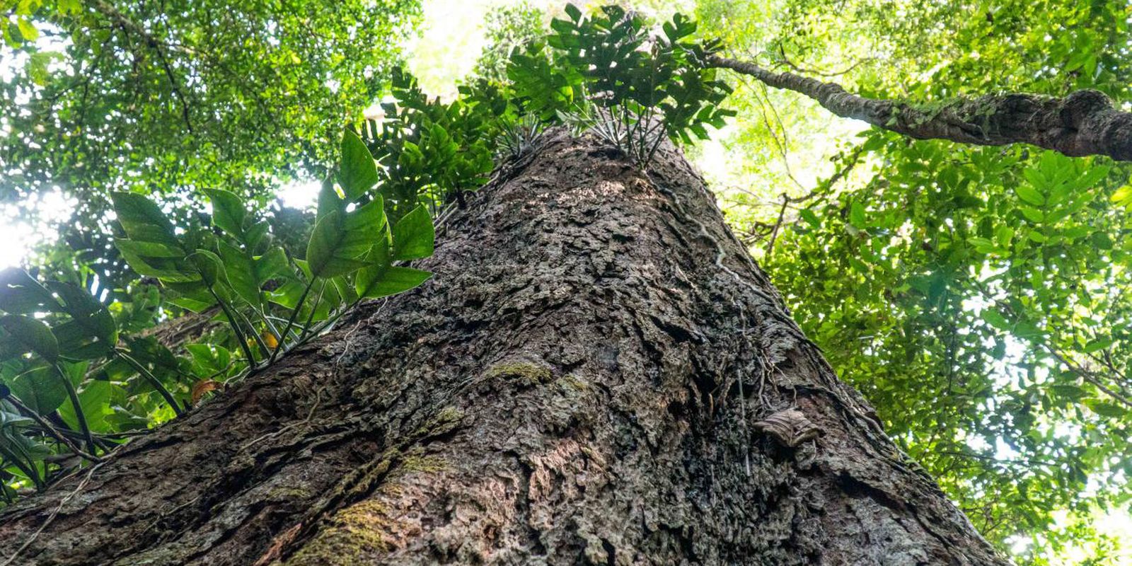 Climate change: Amazon giants can help scientists